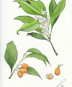 Lia Burke Libaire WHAT'S HOT Citrus