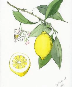 Lia Burke Libaire WHAT'S HOT Citrus