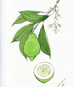 Lia Burke Libaire WHAT'S HOT Citrus