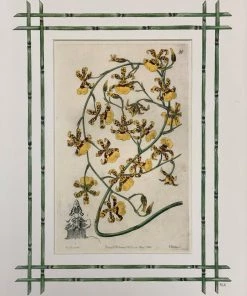 Missy Norton Set Of 4 Orchid Antique Prints With Hand-painted Bamboo Borders
