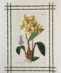 Missy Norton Set Of 4 Orchid Antique Prints With Hand-painted Bamboo Borders