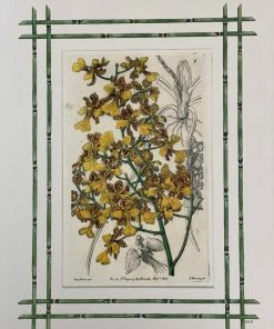 Missy Norton Set Of 4 Orchid Antique Prints With Hand-painted Bamboo Borders