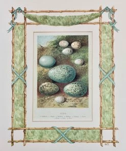 Missy Norton Cool As IKat Nest & Eggs Antique Print With Hand-painted Garland Border