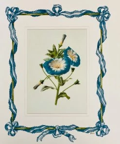 Missy Norton Art & Games Morning Glory Antique Print With Hand-painted Ribbon Border.
