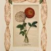 Missy Norton Art & Games Ranunculus Antique Print With Hand-painted Fabric Border