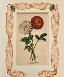 Missy Norton Art & Games Ranunculus Antique Print With Hand-painted Fabric Border