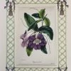 Missy Norton Art & Games Begonia Antique Print With Hand-painted Lattice Border