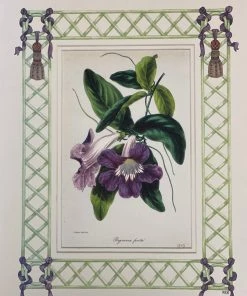 Missy Norton Art & Games Begonia Antique Print With Hand-painted Lattice Border