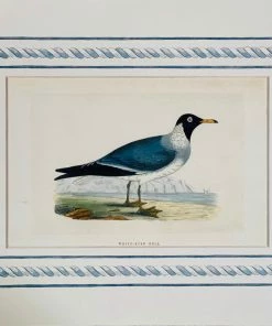 Missy Norton Set Of 4 Seagull Antique Print With Hand-painted Border