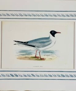 Missy Norton Set Of 4 Seagull Antique Print With Hand-painted Border
