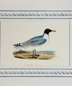 Missy Norton Set Of 4 Seagull Antique Print With Hand-painted Border