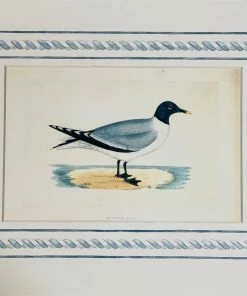 Missy Norton Set Of 4 Seagull Antique Print With Hand-painted Border