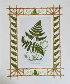 Missy Norton Set Of 4 Fern Antique Prints With Hand-painted Borders Art & Games