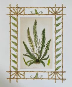 Missy Norton Set Of 4 Fern Antique Prints With Hand-painted Borders Art & Games