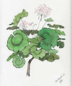 Lia Burke Libaire WHAT'S HOT Light Pink Geranium (Set Of 2)