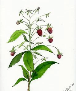 Lia Burke Libaire Raspberries (Set Of 2) WHAT'S HOT