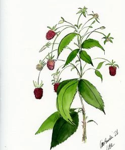 Lia Burke Libaire Raspberries (Set Of 2) WHAT'S HOT