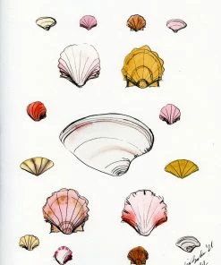 Lia Burke Libaire Shells