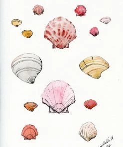 Lia Burke Libaire Shells