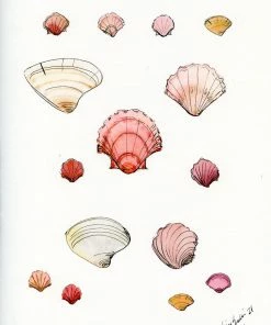 Lia Burke Libaire Shells
