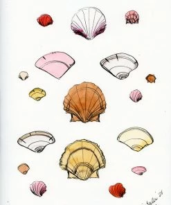 Lia Burke Libaire Shells